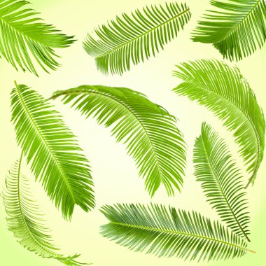 Çerçeve yeşil palmiye yaprakları