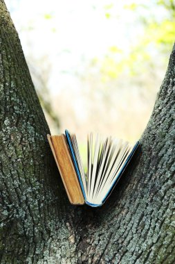 Ağaç, kitap yakın çekim