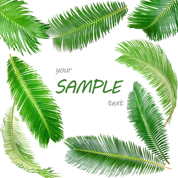 Frame of green palm leaves — Stock Photo, Image