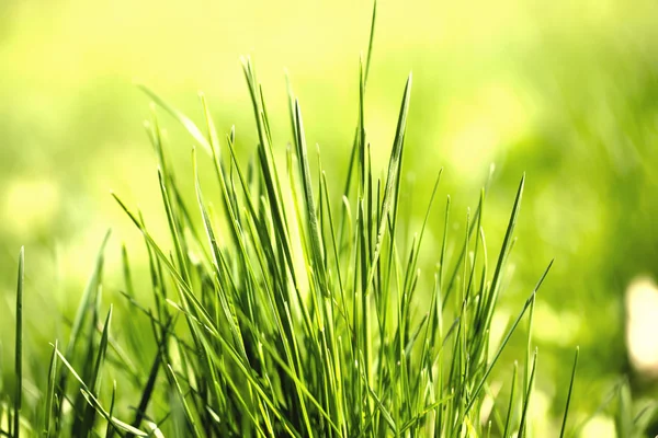 Green grass with dew — Stock Photo, Image