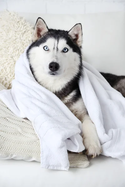 Hermoso lindo husky —  Fotos de Stock