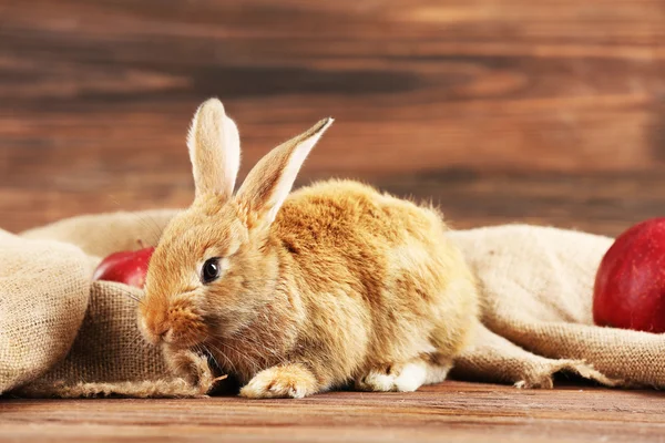 Little rabbit on wooden background — Stock Photo, Image