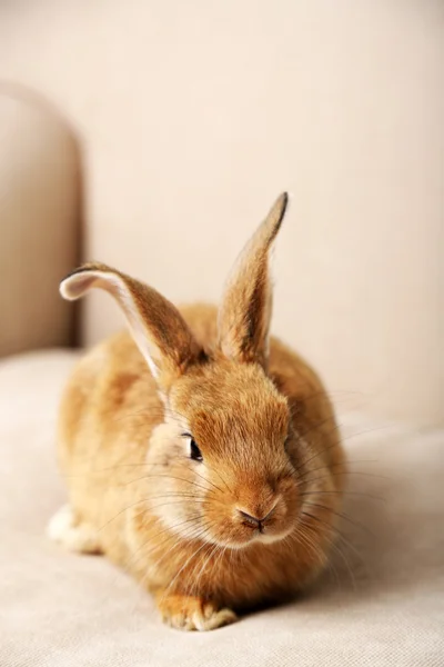Ładny królik na kanapie, z bliska — Zdjęcie stockowe