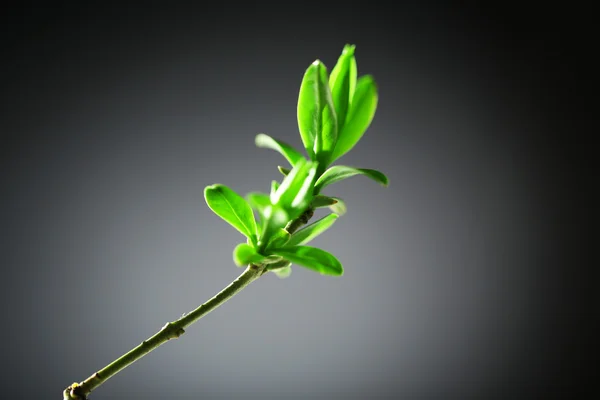 Young foliage on twig, on grey background — Stock Photo, Image