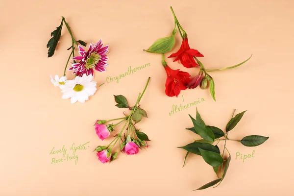 Diversi fiori con iscrizione su sfondo di carta — Foto Stock