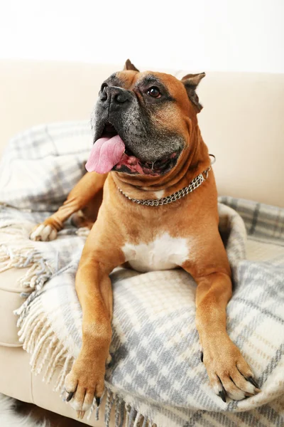 Cute dog sitting on sofa — Stock Photo, Image