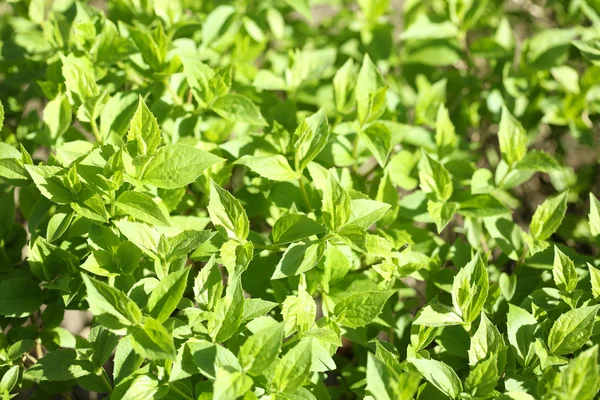 Belle foglie di primavera — Foto Stock