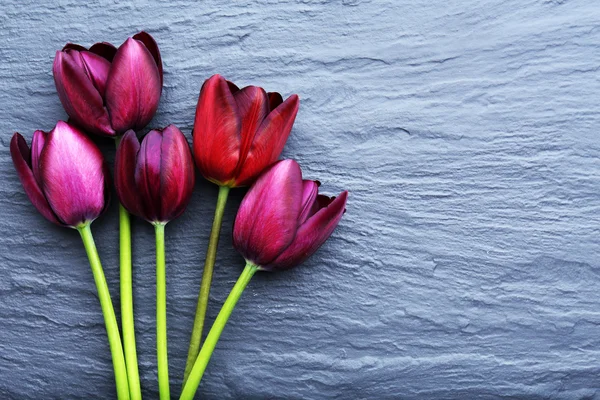 Hermosos tulipanes violetas —  Fotos de Stock