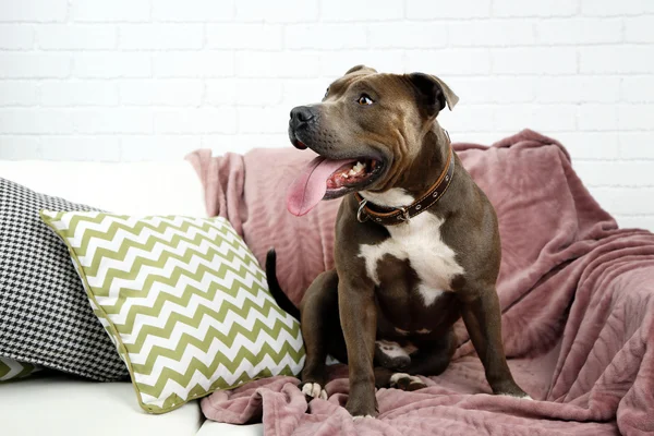 소파에 앉아 있는 귀여운 개 — 스톡 사진