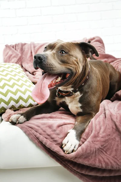 Симпатичная собака, сидящая на диване — стоковое фото