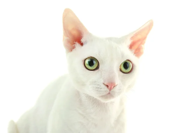 Gato bonito isolado em branco — Fotografia de Stock