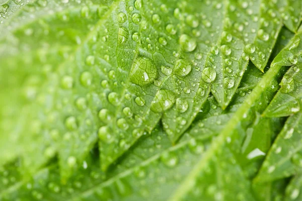 Vackra gröna blad — Stockfoto