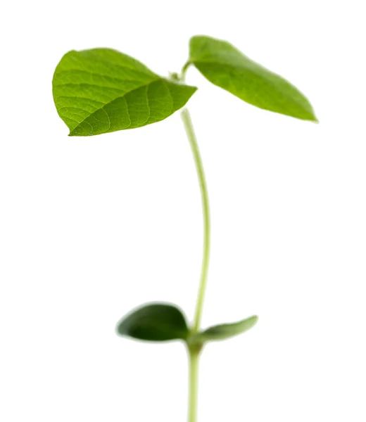 Germoglio verde fresco — Foto Stock