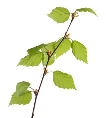 Bahar yaprakları ile şube