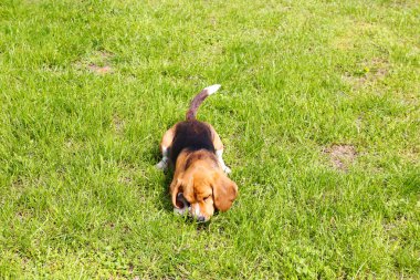 sevimli köpek parkı