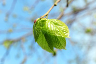 Mavi gökyüzü arka plan üzerinde güzel yeşil dal