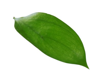 yeşil yaprak beyaz üzerinde izole