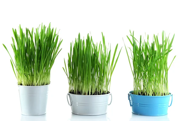 Свежая зеленая трава в маленьких металлических ведрах — стоковое фото