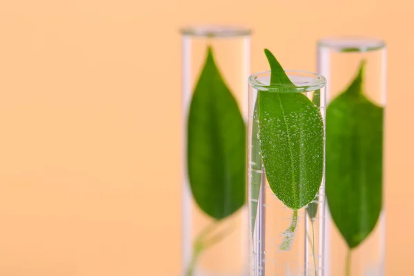 Green leaves in test tubes on color background — Stock Photo, Image