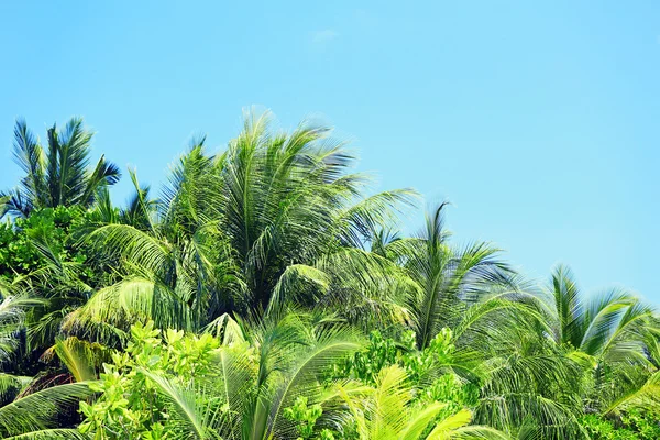 Palm leaves and blue sky on island in resort — Stock Photo, Image