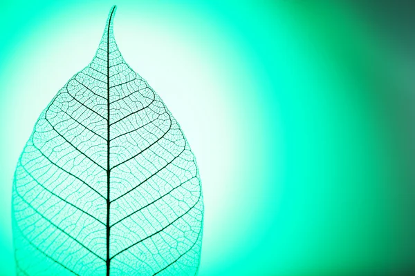 Skeleton leaf op groene achtergrond, close-up — Stockfoto