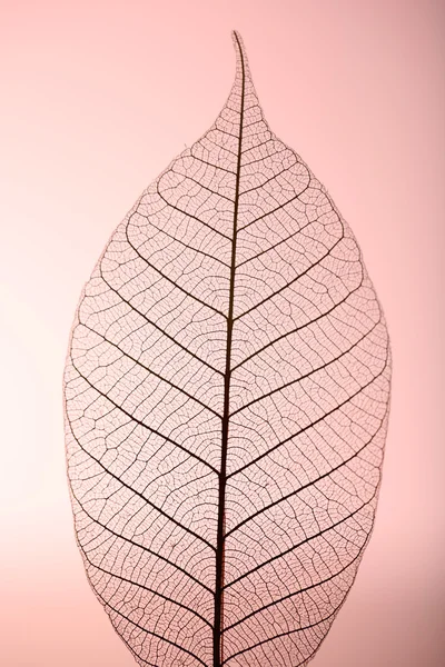 Scheletro foglia su sfondo rosa, primo piano — Foto Stock