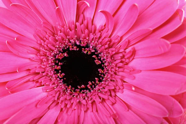 Mooie lichte gerbera — Stockfoto