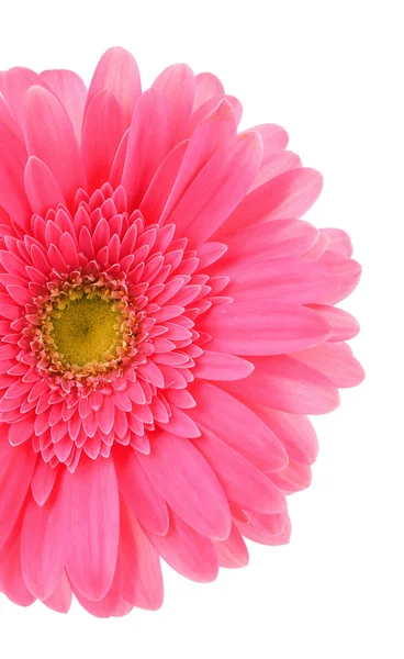 Mooie lichte gerbera — Stockfoto