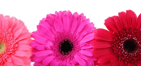 Güzel parlak gerbera — Stok fotoğraf