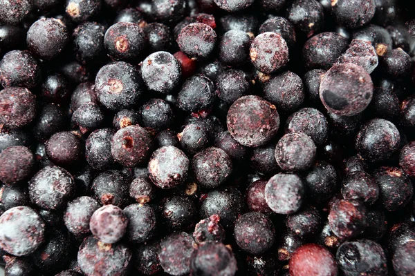 Blackberry in bowl close up — Stock Photo, Image