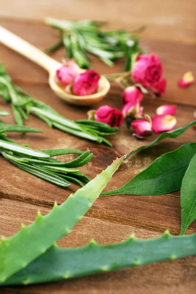 Groene kruiden en bladeren — Stockfoto