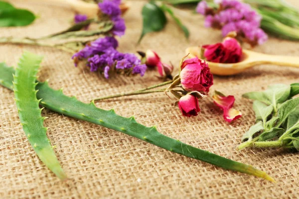 Green herbs and leaves — Stock Photo, Image