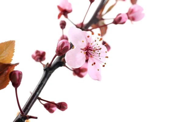 Flowering branch isolated — Stock Photo, Image