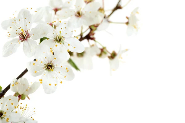 Blommande gren isolerade — Stockfoto