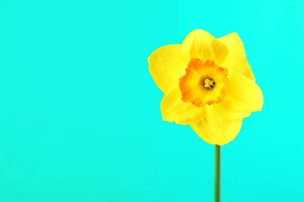Taze nergis çiçek — Stok fotoğraf
