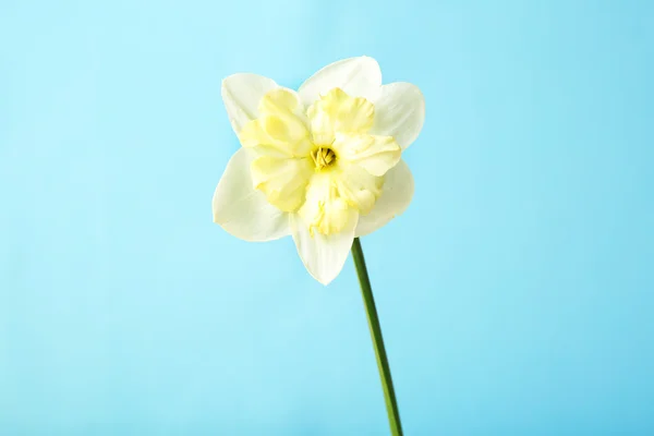 Fresh narcissus flower — Stock Photo, Image