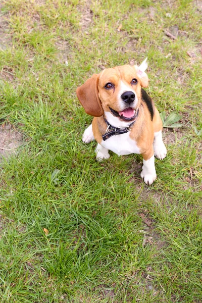 Leuke hond in park — Stockfoto