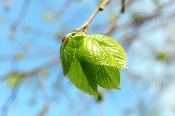 Vacker grön kvist på blå himmel bakgrund — Stockfoto