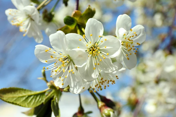 Blooming cherry tree twigs — Stock Photo, Image