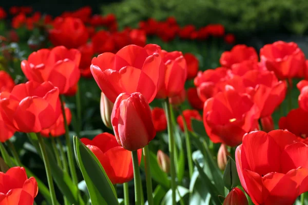 Schöne Tulpen blühen im Garten — Stockfoto