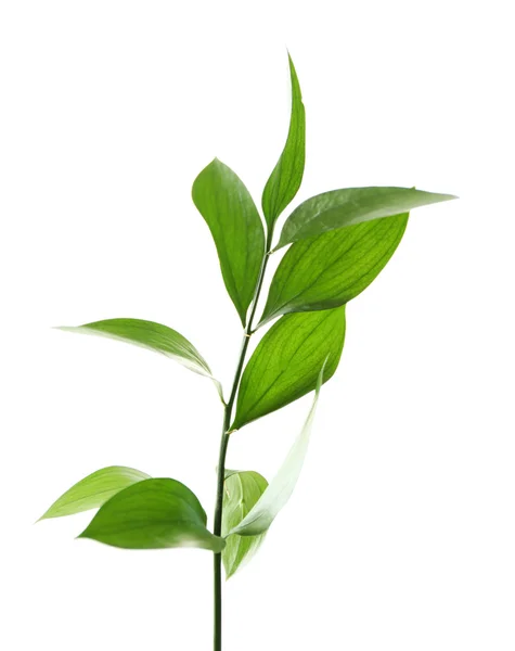 Zweig mit frischen grünen Blättern — Stockfoto