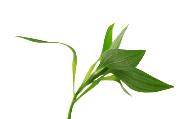 Gren med färska gröna blad — Stockfoto