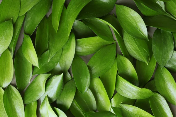 Fondo con hojas verdes frescas, primer plano — Foto de Stock