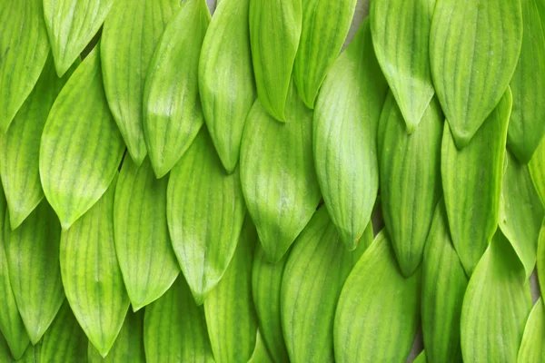 Background with fresh green leaves, close up — Stock Photo, Image