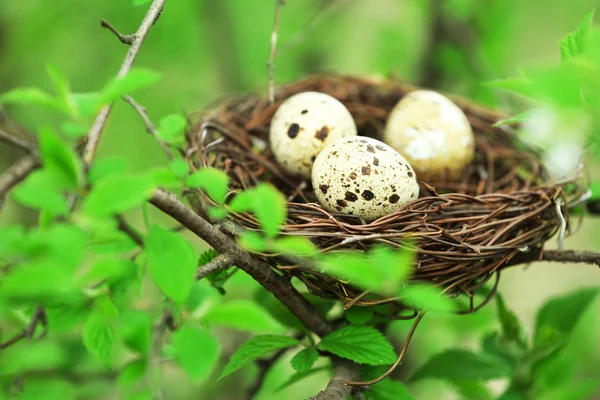 고리 버들 세공 둥지 계란 — 스톡 사진