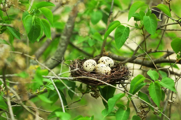 Wicker nest with eggs — Stock Photo, Image