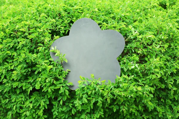 Moldura da foto sobre arbusto verde — Fotografia de Stock