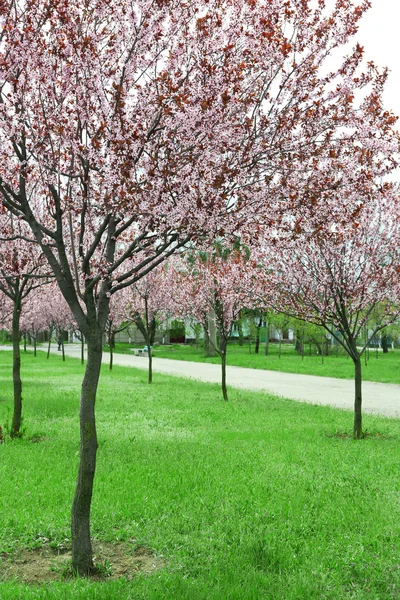 Belas árvores de floração no parque — Fotografia de Stock