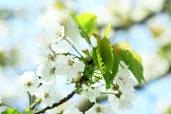 Spring blossom — Stock Photo, Image