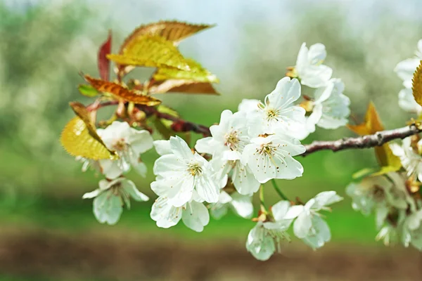 Fiore di primavera — Foto Stock